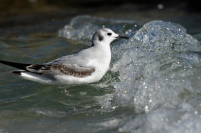 Ponce de Leon Inlet 1-30-11 1728.JPG