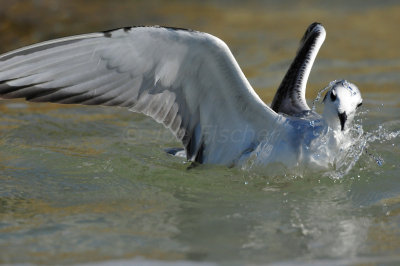 Ponce de Leon Inlet 1-30-11 1749.JPG