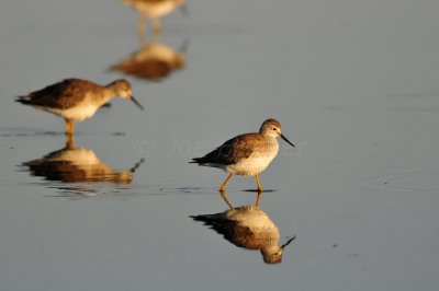 Merritt Island NWR 1-30-11 1391.JPG