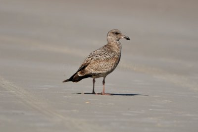 Ponce de Leon Inlet 1-30-11 1737.JPG