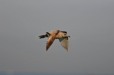 Ponce de Leon Inlet 1-30-11 1771.JPG