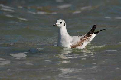 Ponce de Leon Inlet 1-30-11 1759.JPG