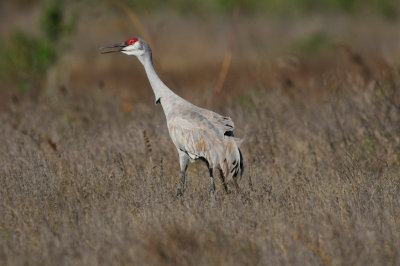 Galveston 1-1-11 0741.JPG