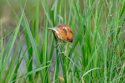 Anahuac NWR 7-1-12 0623.JPG