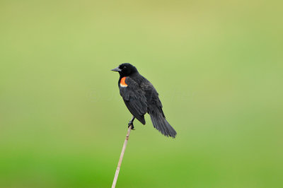 Anahuac NWR 7-1-12 0659.JPG