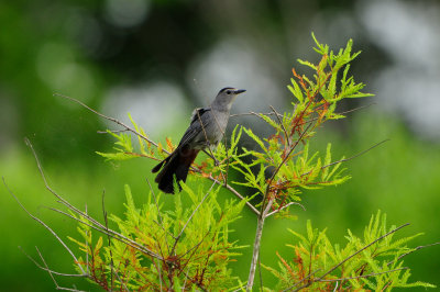 Anahuac NWR 7-1-12 0748.JPG