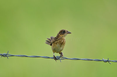 Anahuac NWR 7-1-12 0808.JPG