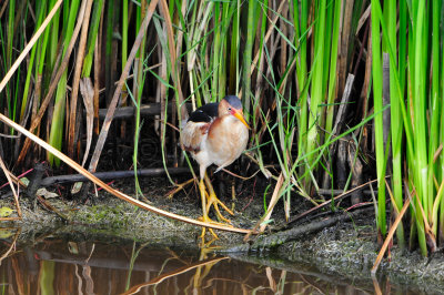 Anahuac NWR 7-1-12 0661.JPG