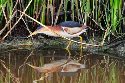 Anahuac NWR 7-1-12 0668.JPG