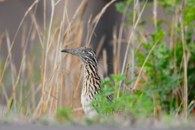 Bastrop SP 7-28-12 0027.JPG