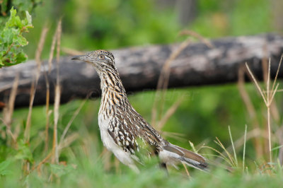 Bastrop SP 7-28-12 0046.JPG