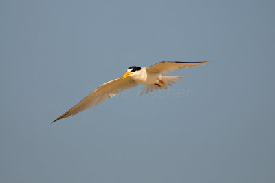 Bolivar 5-19-12 0285.JPG