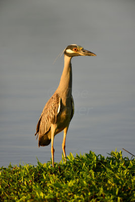 Brazos Bend SP 5-30-12 0154.JPG