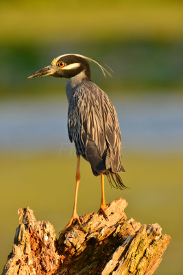 Brazos Bend SP 5-30-12 0157.JPG