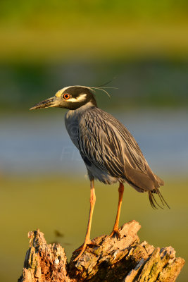 Brazos Bend SP 5-30-12 0159.JPG