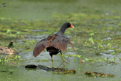 Brazos Bend SP 6-29-12 0082.JPG