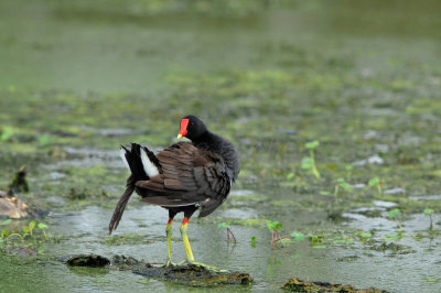 Brazos Bend SP 6-29-12 0089.JPG
