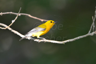 Brazos Bend SP 5-30-12 0110.JPG
