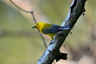 Brazos Bend SP 5-30-12 0124.JPG