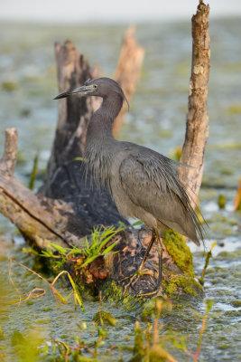 Brazos Bend SP 5-30-12 0165.JPG