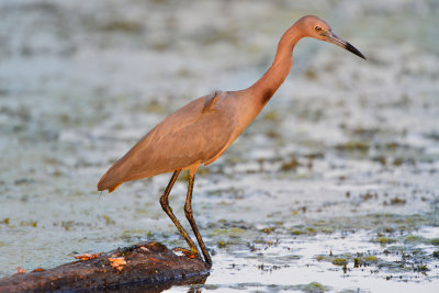 Brazos Bend SP 5-30-12 0200.JPG