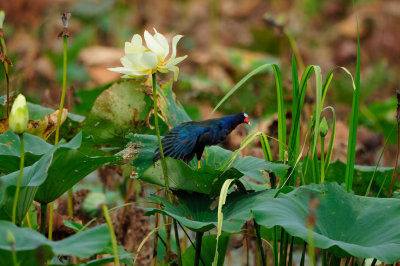 Brazos Bend SP 6-29-12 0023.JPG