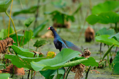 Brazos Bend SP 6-29-12 0052.JPG