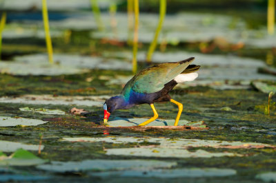 Brazos Bend SP 6-29-12 0302.JPG