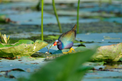 Brazos Bend SP 6-29-12 0317.JPG