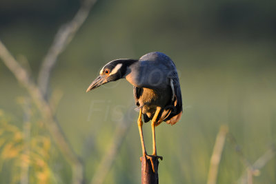 Brazos Bend SP 5-30-12 0189.JPG