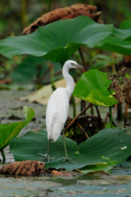 Brazos Bend SP 6-29-12 0006.JPG