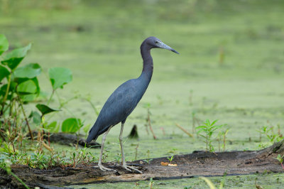 Brazos Bend SP 6-29-12 0103.JPG