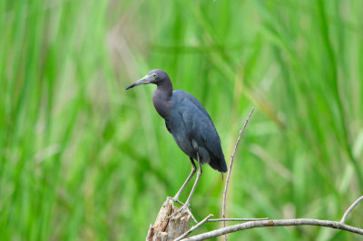 Brazos Bend SP 6-29-12 0162.JPG