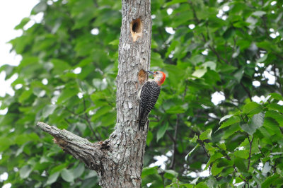 Brazos Bend SP 6-29-12 0175.JPG