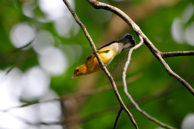 Brazos Bend SP 6-29-12 0185.JPG