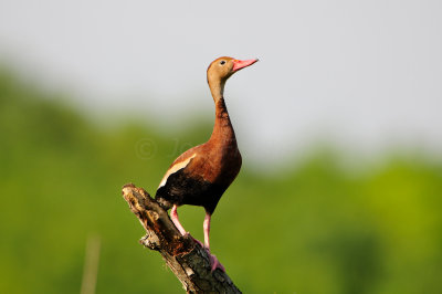 Brazos Bend SP 6-29-12 0197.JPG