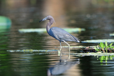 Brazos Bend SP 6-29-12 0205.JPG