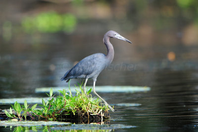 Brazos Bend SP 6-29-12 0215.JPG