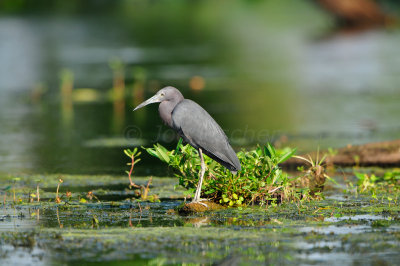 Brazos Bend SP 6-29-12 0226.JPG