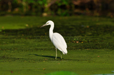 Brazos Bend SP 6-29-12 0239.JPG