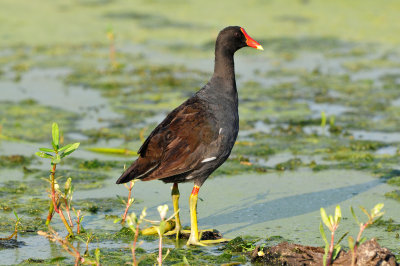 Brazos Bend SP 6-29-12 0241.JPG