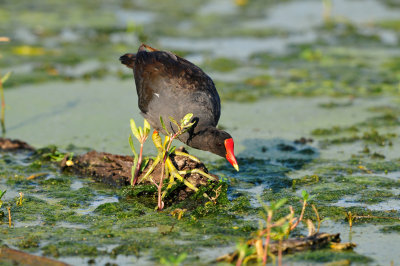 Brazos Bend SP 6-29-12 0270.JPG