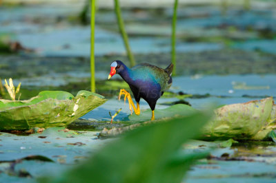 Brazos Bend SP 6-29-12 0325.JPG