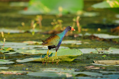 Brazos Bend SP 6-29-12 0352.JPG