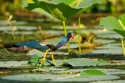 Brazos Bend SP 6-29-12 0365.JPG