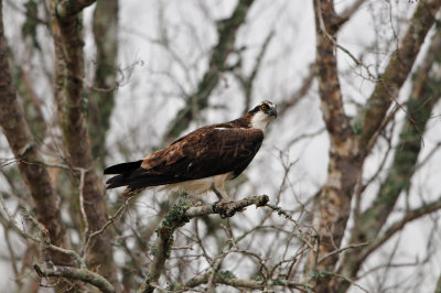 Brazoria NWR 1-22-12 0361.JPG