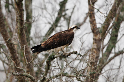 Brazoria NWR 1-22-12 0368.JPG