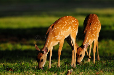 Brazos Bend SP 6-29-12 0406.JPG