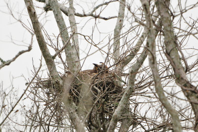 Brazoria NWR 1-22-12 0369.JPG