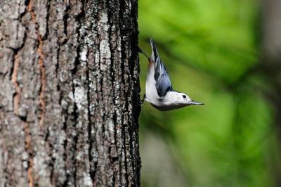 Caddo Lake SP 10-9-11 0087.JPG